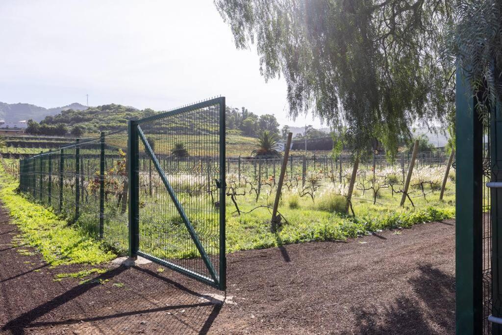 Casita Entre Vinedos, Experiencia Rural, Ideal Ninos. Tegueste Екстериор снимка