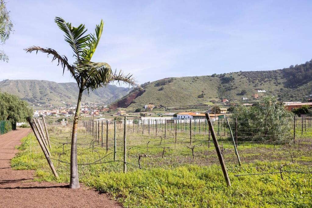 Casita Entre Vinedos, Experiencia Rural, Ideal Ninos. Tegueste Екстериор снимка