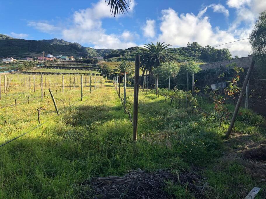 Casita Entre Vinedos, Experiencia Rural, Ideal Ninos. Tegueste Екстериор снимка